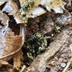 dead yellow jackets
