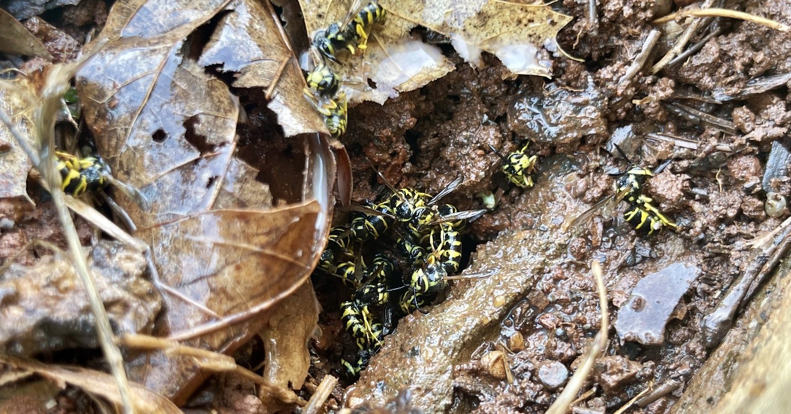 dead yellow jackets