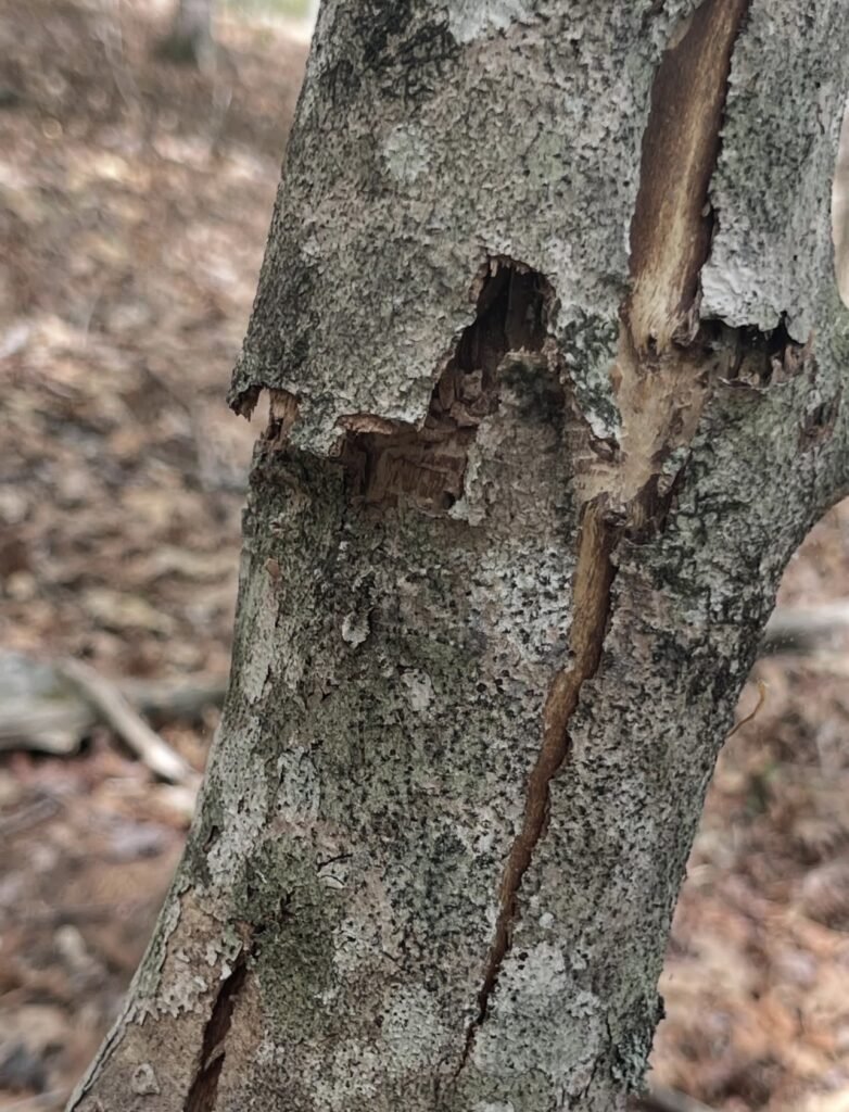 Small gray spider camouflaged against mottled tree bark.