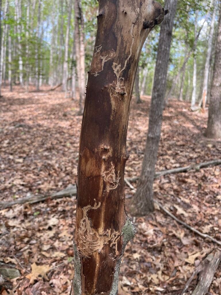 Maze-like insect galleries exposed beneath missing bark on a small tree in the woods.